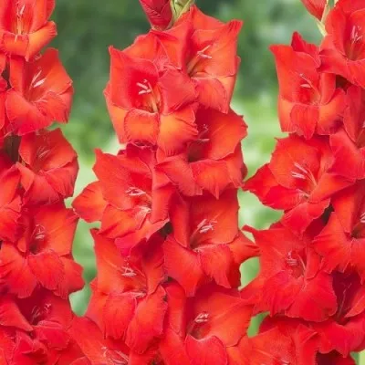 Гладиолус Red фото
