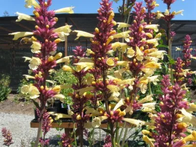Лофант Summer Glow фото