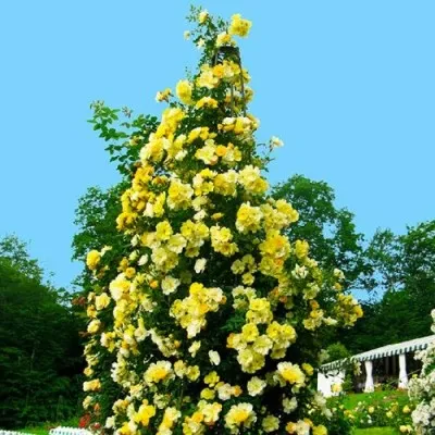 Роза Golden Age фото