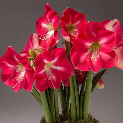 Амариллис Candy Cream (Queen) фото