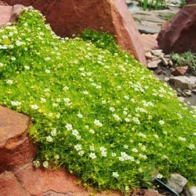 Мшанка Lime Moss фото