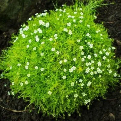 Мшанка Lime Moss фото