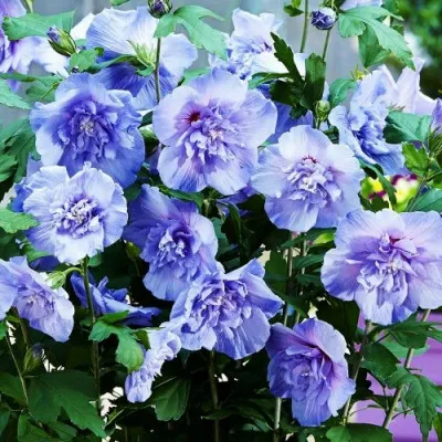 Гибискус сирийский Blue Chiffon фото