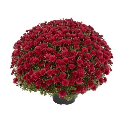 Хризантема Flamingo Cranberry фото
