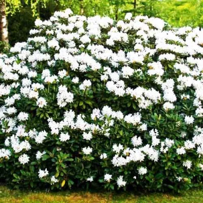 Рододендрон Cunningham's White фото