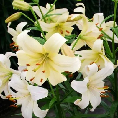 Лилия Pearl White фото