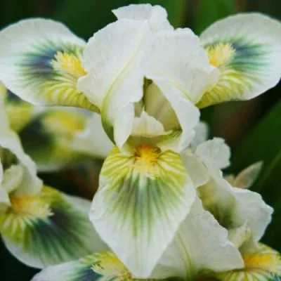 Ирис Greenspot фото