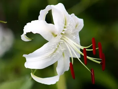 Лилия Speciosum Album фото