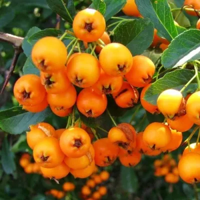 Пираканта Orange Charmer фото