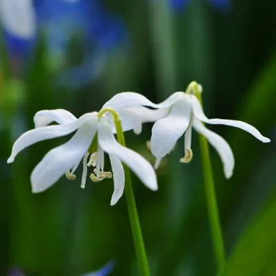 Пролеска Siberica Alba (акционная) фото
