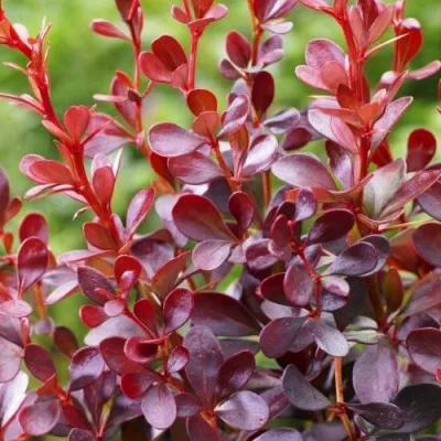 Барбарис Dart's Red Lady фото
