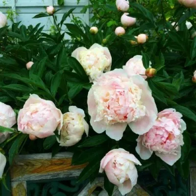 Пион Mme. Calot фото