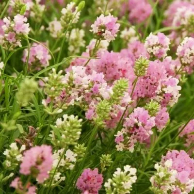Лаванда Rosea Pink фото