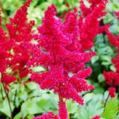 Астильба Etna фото