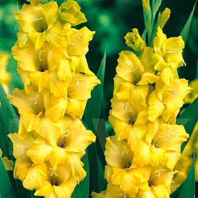 Гладиолус Flevo Breezer фото