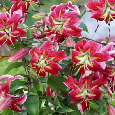 Лилия Scarlet Delight фото