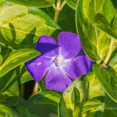 Барвинок Maculata фото