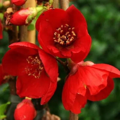 Хеномелес Red Joy фото