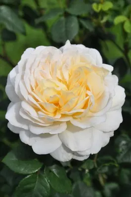 Роза Crocus Rose фото