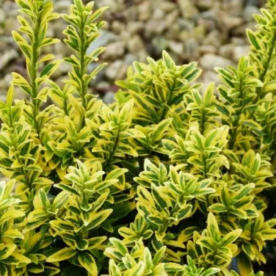 Бересклет Microphyllus Aureovariegatus фото