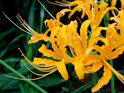 Ликорис Aurea фото