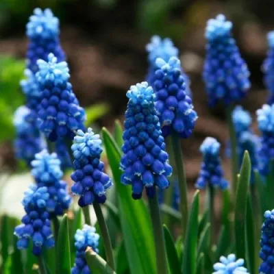 Мускари Blue Magic 100 шт/уп фото