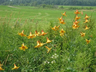 Лилия Canadense фото