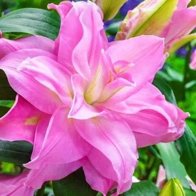 Лилия Roselily Editha фото