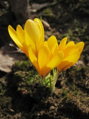 Крокус Yellow Giant 100 фото
