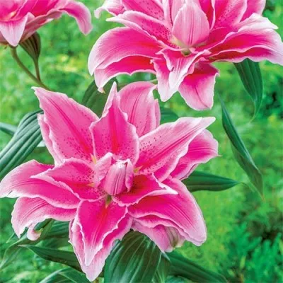 Лилия Roselily Isabella фото