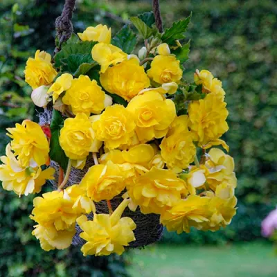 Бегония Pendula Cascade Yellow фото