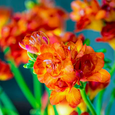 Фрезия Double Orange фото