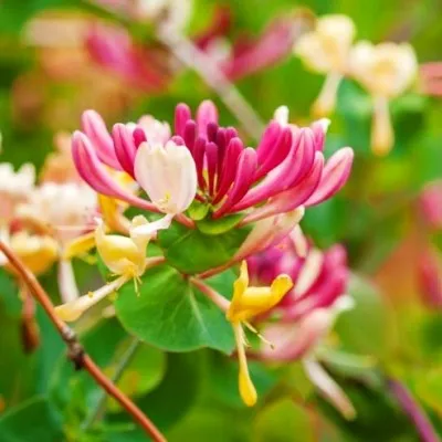Жимолость Serotina фото