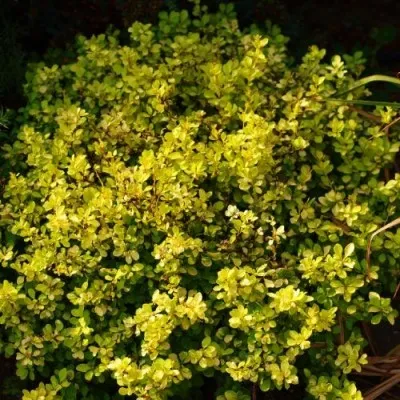 Барбарис Bonanza Gold фото