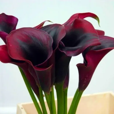 Калла Rudolph фото