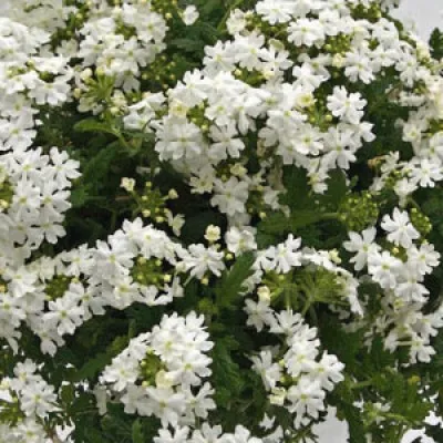 Вербена Estrella White фото