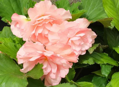 Бегония Cascade Pink 25 фото