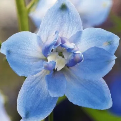 Дельфиниум Sky Blue White Bee фото
