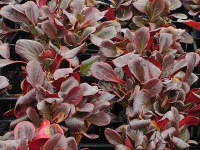 Бергения Magic Giant фото
