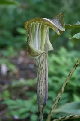 Аризема Nepenthoides фото