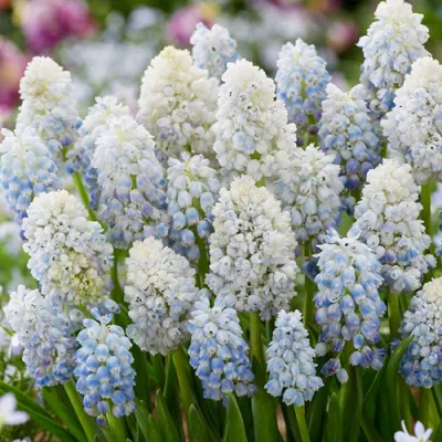 Мускари Nature's Beauty фото