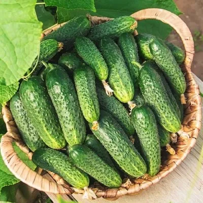 Огурец Закуска фото