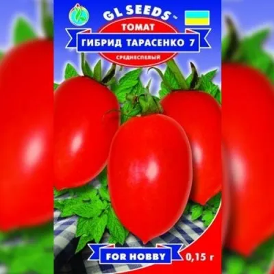 Томат Гибрид-7 Тарасенко фото