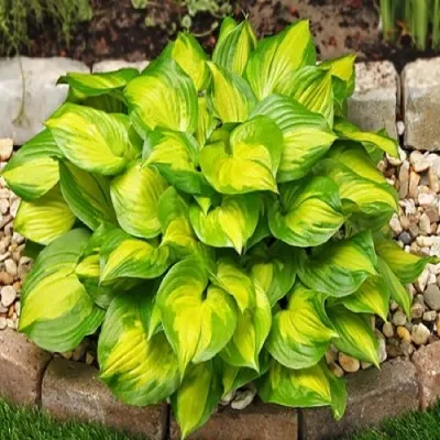 Хоста Lakeside Banana Bay фото
