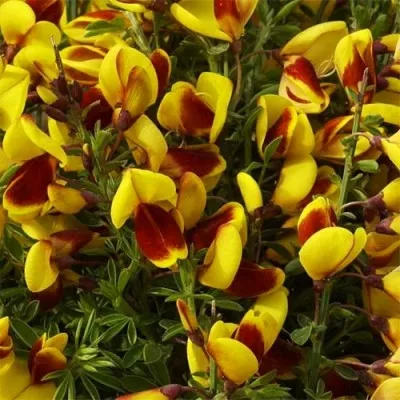 Ракитник Andreanus фото