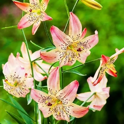 Лилия Corsage фото