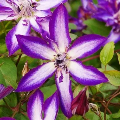 Клематис Astra Nova фото