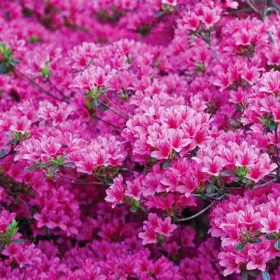Рододендрон Amoenum фото
