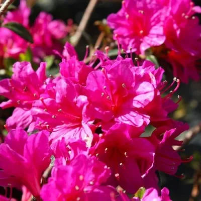 Рододендрон Amoenum фото