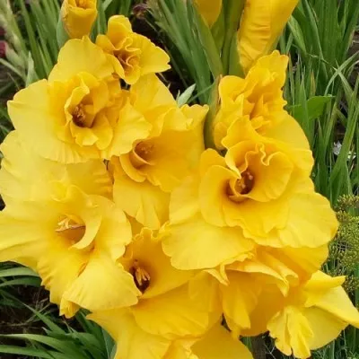 Гладиолус Banana Ruffle фото